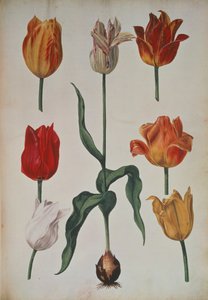 Tulipanes: de Verzameling van Bloemen naar deNatuur getekend (Colección de flores dibujadas de la naturaleza) c.1630